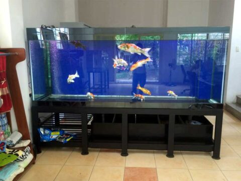 Top 1 Đơn Vị Uy Tín: Làm Bể Kính Nuôi Cá - Nhôm Kính Hùng Thịnh Cam Kết Bền Trên 10 Năm